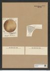 Actinocyclus appendiculatus (Grun.) Rattr. (de-Toni-Nr.: Genus 195, Species 4768) Zeichnungen Sammlung Grunow Nr. 8405 (NHMW-BOT-W0377844)